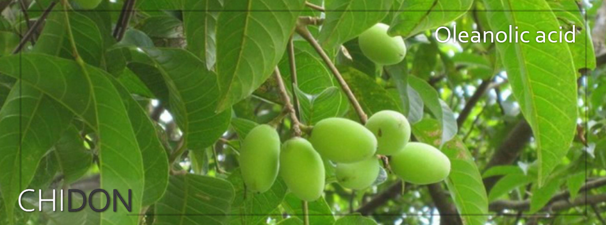 齊墩果（學名：Olea europaea），又稱「油橄欖」