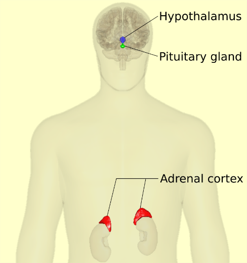 HPA Axis在人體的分佈位置