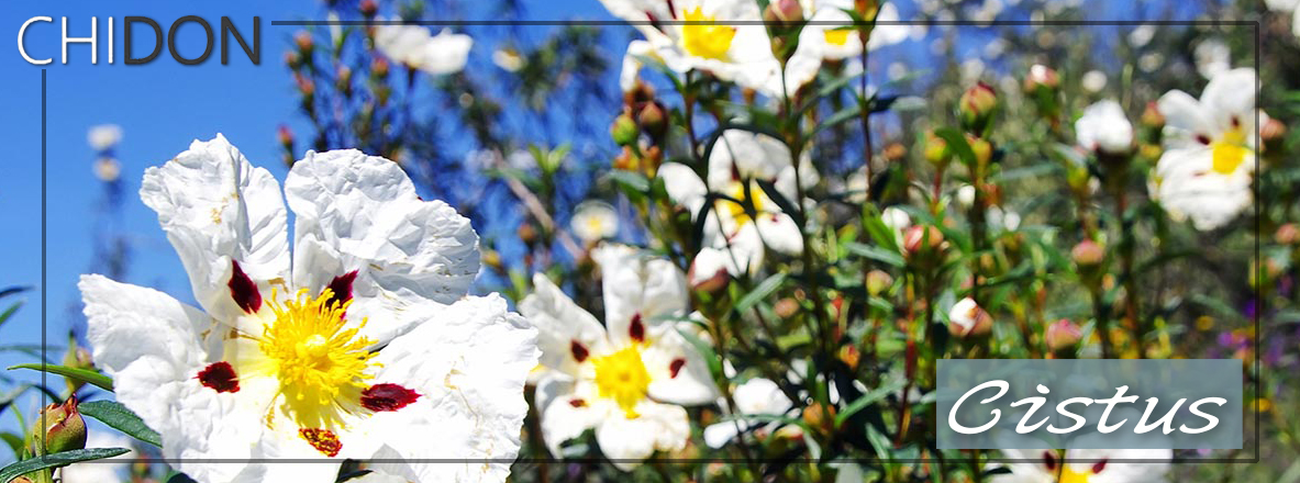岩薔薇屬是半日花科的一個屬，下含約20種多年生灌木，分布於地中海附近地區，多生長在岩間、沙地上，其中有很多是觀賞植物，其葉子中含有勞丹脂