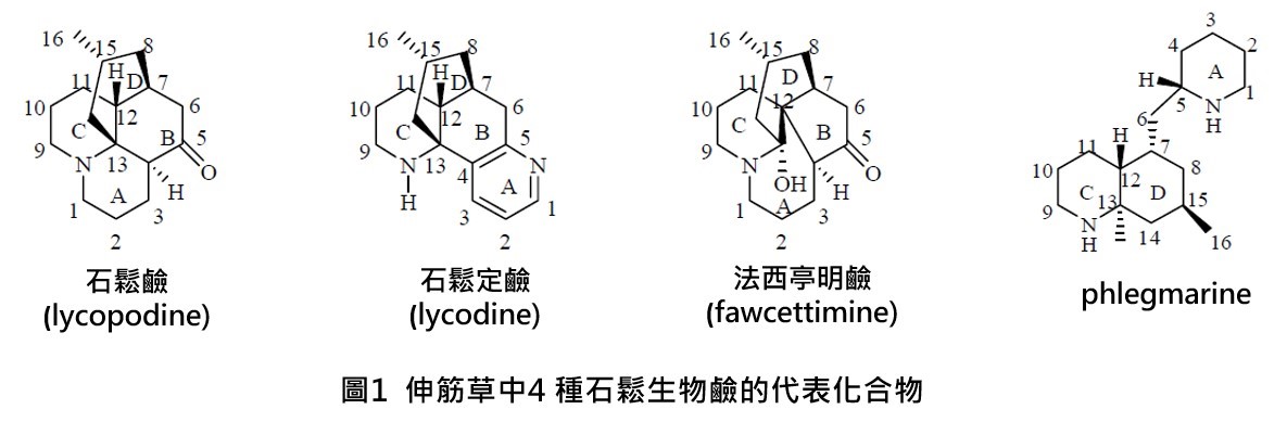 伸筋草化學成分