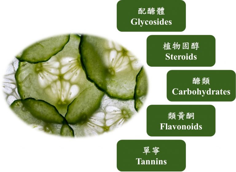 小黃瓜的成分