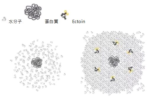 Ectoin與蛋白質、水的作用示意圖