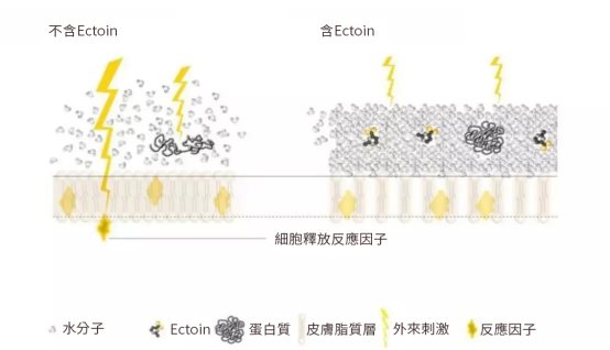 Ectoin對於細胞增加防護功能示意圖