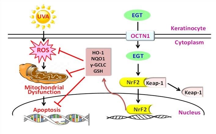 經由麥角硫因(EGT)預處理通過Nrf2/ARE產生的抗氧化作用，逆轉、減少UVA誘導的ROS、線粒體功能障礙、DNA 損傷。