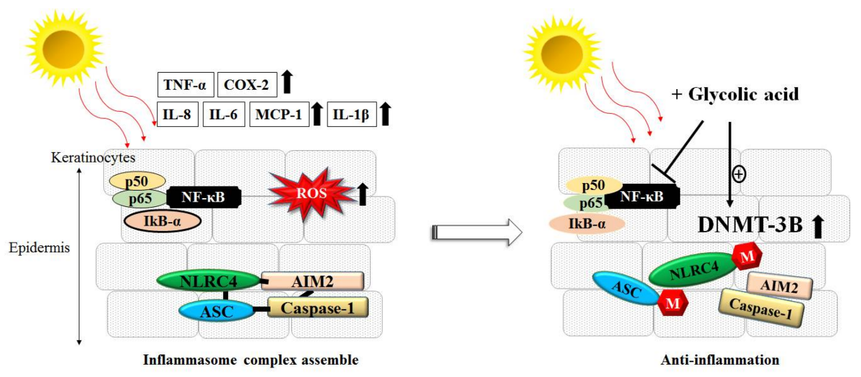 甘醇酸的抗發炎與光保護作用