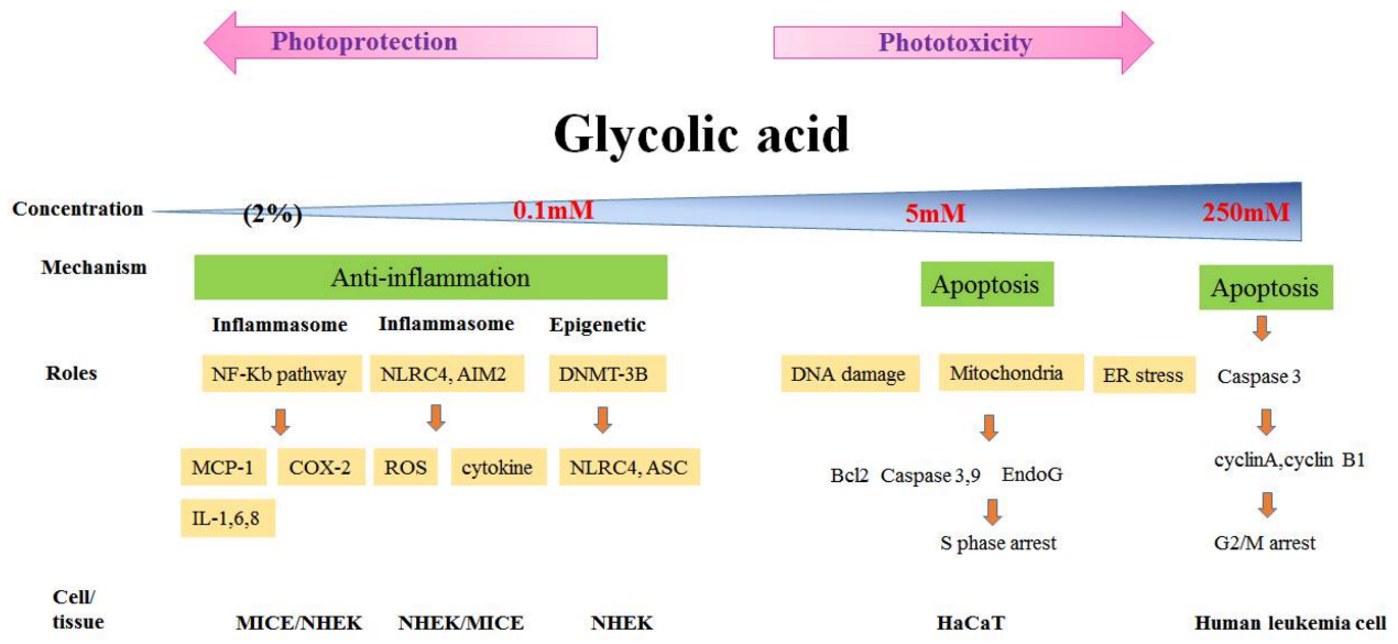 甘醇酸在不同濃度下對人類角質形成細胞(HaCaT、NHEK)產生的作用