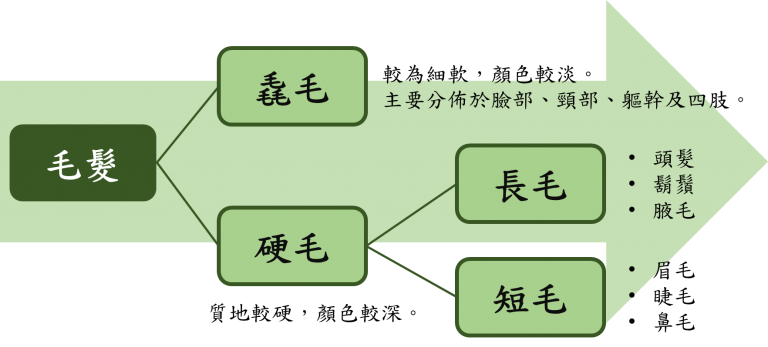 毛髮的生理構造