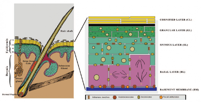 表皮的分層解剖構造及細胞連結分子