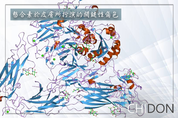 整合素於皮膚所扮演的關鍵性角色