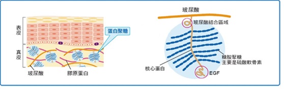 玻色因