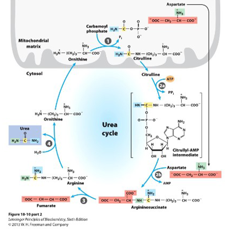 尿素產生的生物化學過程